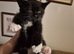 Lovely kittens