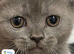 Scottish straight kitten mum and dad both Scottish fold