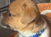 Jack Russell pupies