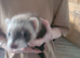 ferrets