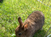 Netherland dwarf babies