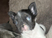 Fluffy French bulldogs