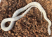 2 year old male snow corn snake
