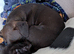Male patterdale nutured