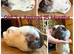 Boars/Sows looking for Pet Homes