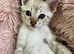 Pure Pedigree Blue Eyed Snow Bengal Kittens (Seal Lynx + Seal Mink Bengal Kittens) TICA parents
