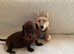Rare coloured minature dachshund