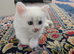 Two Adorable White Kittens Looking for Their Forever Homes! ️