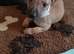 whippet / greyhound whippet saluki