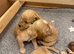 Exceptional F2 Cockapoo Puppies