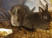 Netherland darf babies from my show lines
