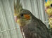 Super hand tamed cockatiels for sale