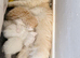 Beautiful Persian Kittens Looking for Their Forever Homes