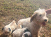 Sealyham puppies for sale