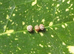 Nui Chua Rabaeyae Eggs Approx. 5-10