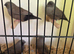 Charcoal zebra finches
