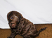 F2B Cockapoo puppies Health-tested Pedigree lines