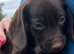 STUNNING COCKER SPANIEL PUPS