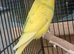 Baby budgies