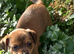 Miniature jack Russell pups for sale