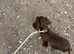 Cocker spaniel