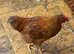 Hen