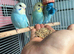 5 Young Semi-Tame Budgies