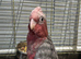 Galah cockatoo READY NOW