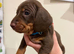 Dachshund puppies