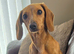 Cream Miniature dachshund bitch kc reg re advertised due to timewaster