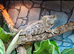 Cuban False Chameleon
