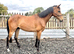 Rising star? 3 yr aes reg gelding by legrande