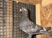 Color racing pigeons