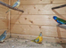 Neophema splendida parakeet