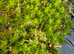 Fresh Green Moss Available &pound;25 including Delivery
