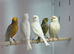 Canaries