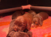 Gorgeous Chocolate working cocker pups