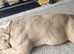 pocket bully for sale