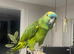 Amazon blue