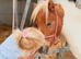 Miniature Shetland filly.