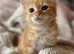 Ginger kitten