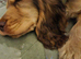 Show cocker spaniel KC registered