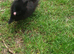 House trained chocolate Pomeranian girl and black boy ready to leave