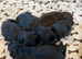 6 stunning F1 cockapoo puppies