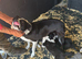 border collie pups both parents ISDS registered