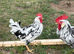 Exchequer leghorn cockerels looking for new homes