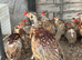 Ringneck pheasants