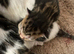 Tabby kittens