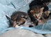 Beautiful male kittens