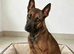 Belgian Shepherd Female